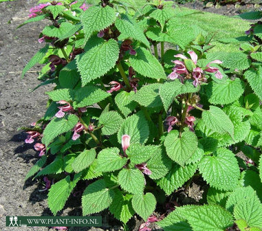 Lamium orvala P9