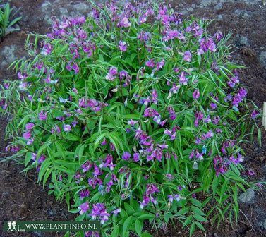 Lathyrus vernus P9