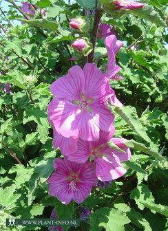 Lavatera &#039;Bredon Springs&#039; P9