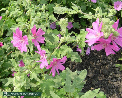 Lavatera &#039;Burgundy Wine&#039; P9