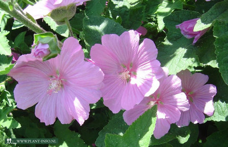 Lavatera &#039;Candy Floss&#039; P9