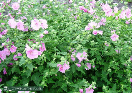 Lavatera &#039;Candy Floss&#039; P9