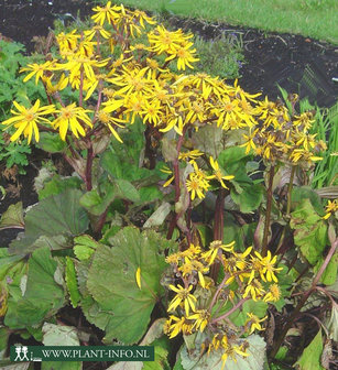 Ligularia dentata &#039;Othello&#039; P9