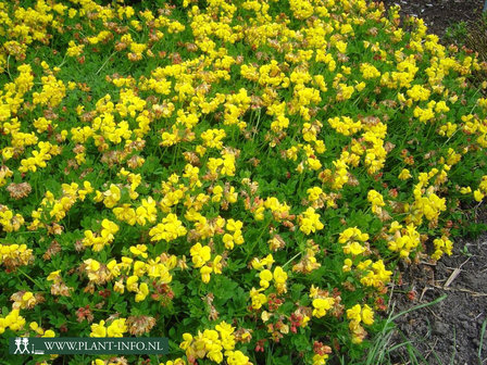 Lotus corniculatus &#039;Pleniflorus&#039; P9