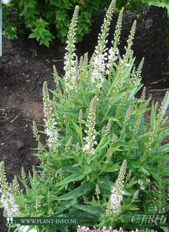 Lysimachia ephemerum P9