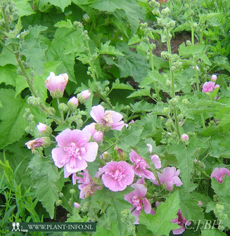 Malva &#039;Park Rondell&#039; P9