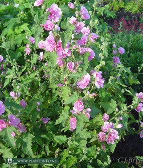 Malva &#039;Park Rondell&#039; P9