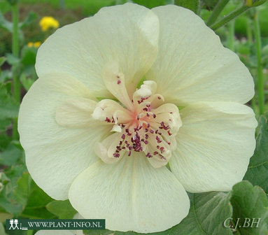 Malva &#039;Park Allee&#039; P9