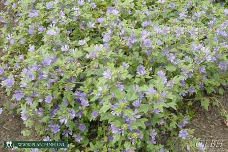 Malva sylvestris &#039;Primley Blue&#039; P9