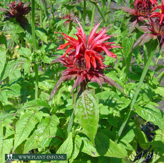 Monarda &#039;Cambridge Scarlet&#039; P9