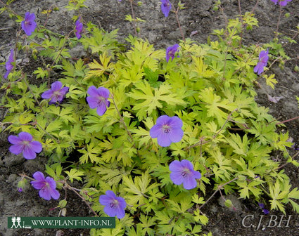 Geranium &#039;Blue Sunrise&#039; P9