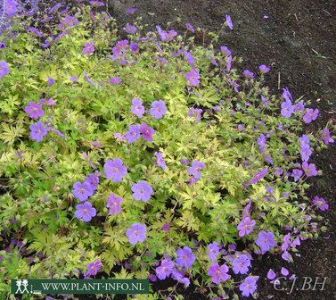 Geranium &#039;Blue Sunrise&#039; P9