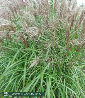 Miscanthus s. &#039;Malepartus&#039; P11