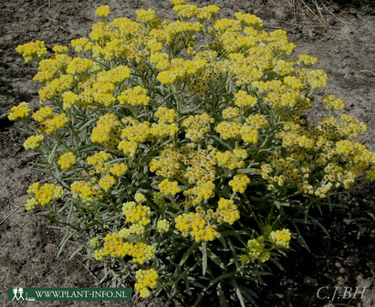 Helichrysum &#039;Schwefellicht&#039; P9