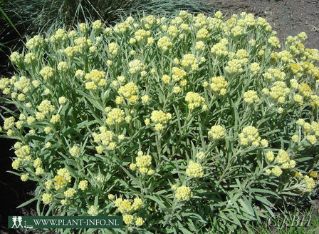 Helichrysum &#039;Schwefellicht&#039; P9