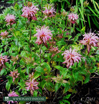 Monarda &#039;Croftway Pink&#039; P9