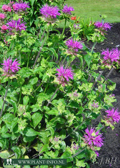 Monarda &#039;Pr&auml;rienacht&#039; P9