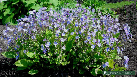 Omphalodes cap. &#039;Starry Eyes&#039; P9