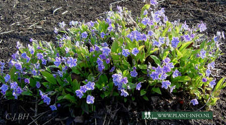 Omphalodes cap. &#039;Starry Eyes&#039; P9