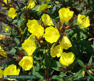 Oenothera f. &#039;Sonnewende&#039; P9