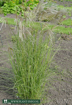 Miscanthus s. &#039;Kleine Fontne&#039; P11