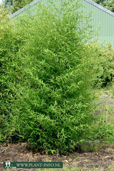 Phyllostachys aurea C7,5