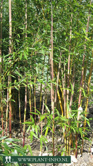 Phyllostachys spectabilis C7,5