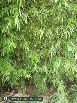 Phyllostachys bissetii C7,5