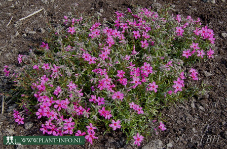 Phlox (S) &#039;Scarlet Flame&#039; P9