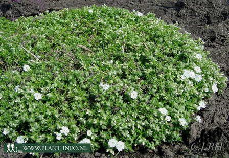 Phlox (S) &#039;Maischnee&#039; P9