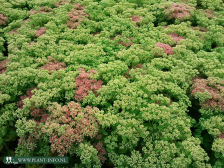 Sedum &#039;Herbstfreude&#039; P9