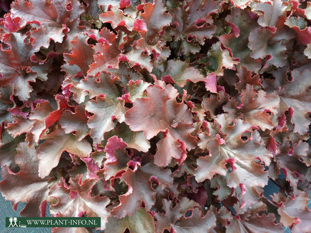 Heuchera &#039;Chocolate Ruffles&#039; &reg; P9