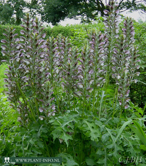 Acanthus mollis &#039;latifolius&#039; P9