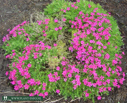 Phlox (D) &#039;Crackerjack&#039; P9