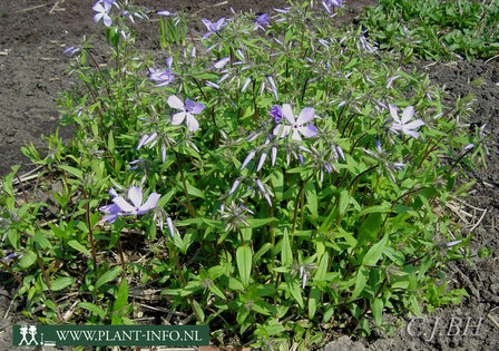 Phlox div. &#039;Clouds of Perfume&#039; P9
