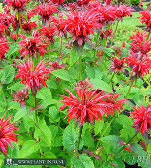 Monarda &#039;Gardenview Scarlet&#039; P9