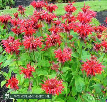 Monarda &#039;Gardenview Scarlet&#039; P9