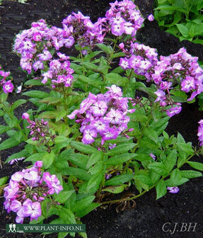 Phlox (P) &#039;Wilhelm Kesselring&#039; P9