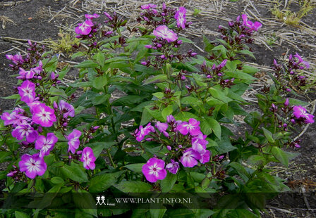 Phlox (P) &#039;Wilhelm Kesselring&#039; P9