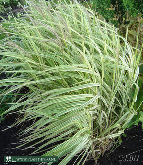 Miscanthus s. &#039;Variegatus&#039; P11