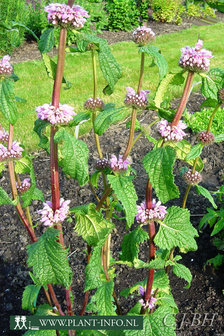 Phlomis tuberosa P9