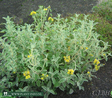 Phlomis fruticosa P9