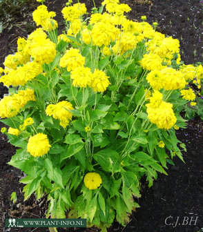 Rudbeckia laciniata &#039;Goldquelle&#039; P9