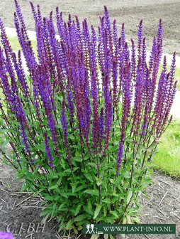 Salvia nemerosa &#039;Caradonna&#039; P9