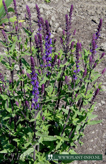 Salvia nemerosa &#039;Caradonna&#039; P9