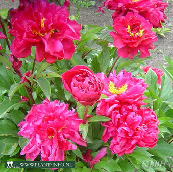 Paeonia &#039;Karl Rosenfield&#039; P11