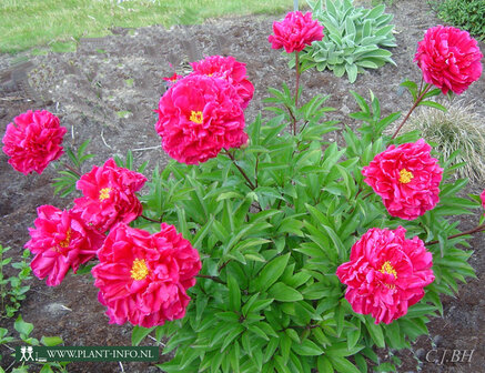 Paeonia &#039;Karl Rosenfield&#039; P11