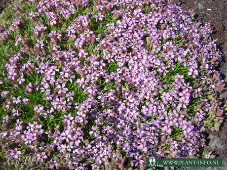 Saponaria olivana P9