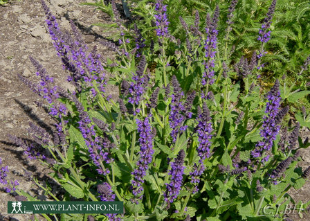 Salvia nemorosa &#039;Mainacht&#039; P9