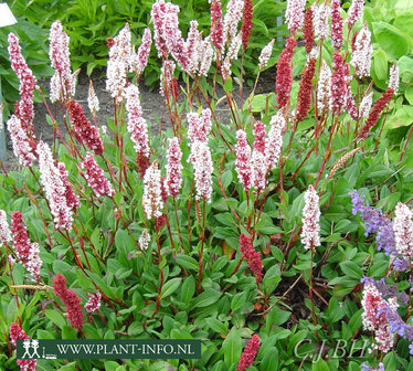 Persicaria af. &#039;Superba&#039; P9